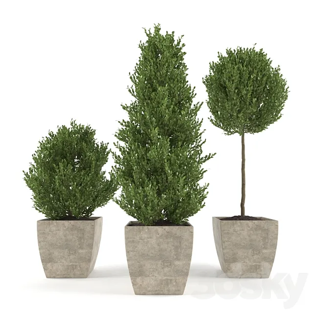 Boxwood – Set 1 3DS Max Model