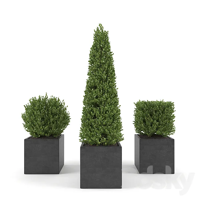 Boxwood – Set 2 3DSMax File