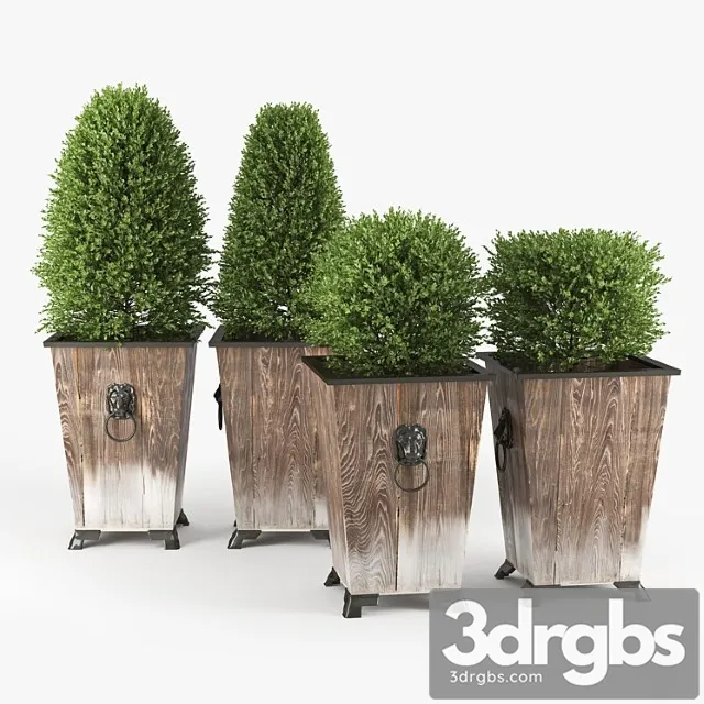 Boxwood Topiary 3 3dsmax Download