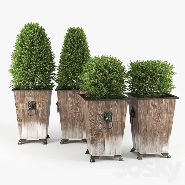 BOXWOOD TOPIARY 3ds Max