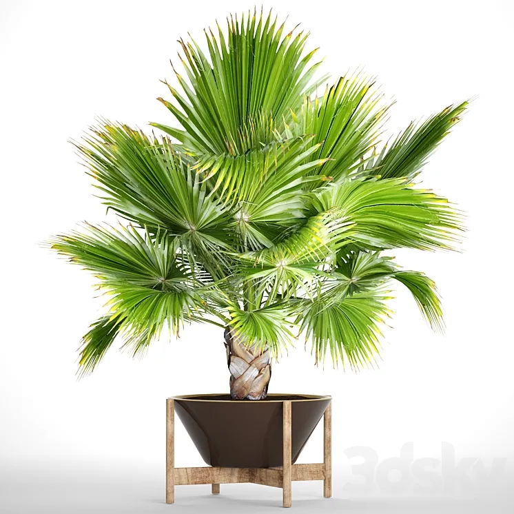 Brahea edulis 2. fan palm brachea bismarckia palm tree in a flowerpot pot decorative outdoor blue palm 3DS Max