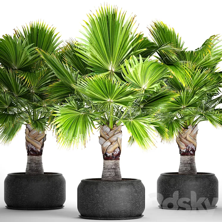 Brahea edulis. Brachea fan palm decorative outdoor indoor black pot flowerpot 3DS Max