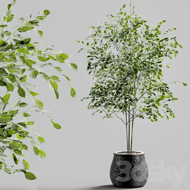 Branches in vases 27 3ds Max