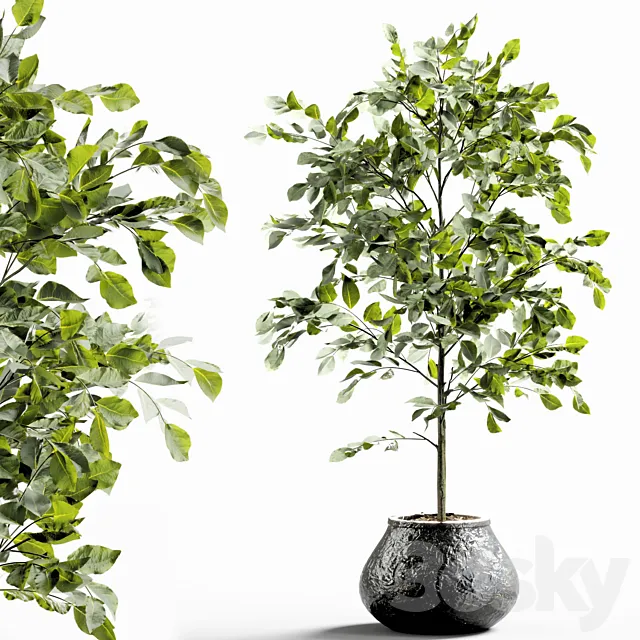 Branches in vases 28 3ds Max