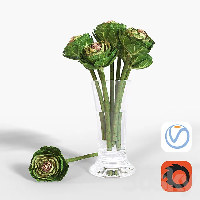 Brassica 3ds Max