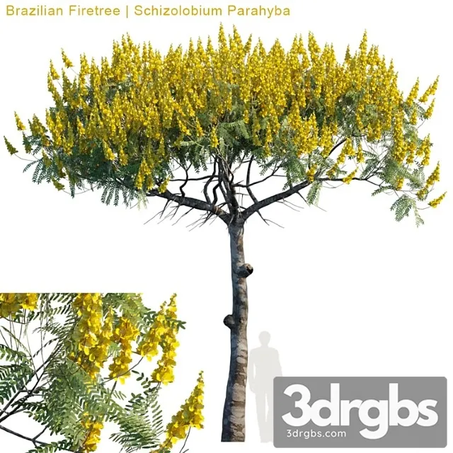 Brazilian Firetree Schizolobium Parahyba 2 1 3dsmax Download