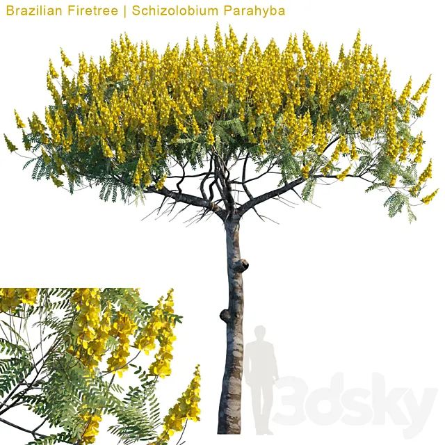 Brazilian Firetree | Schizolobium Parahyba # 2 3ds Max