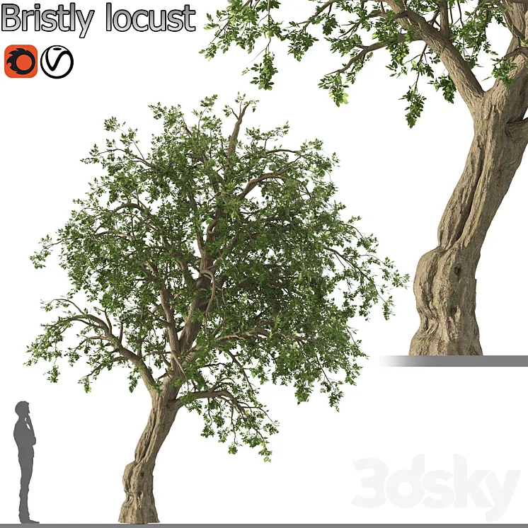 Bristly locust tree (1 Tree) 3DS Max Model
