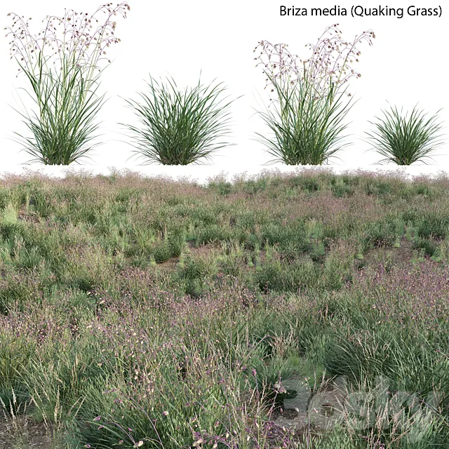 Briza media – Quaking Grass 01 3ds Max