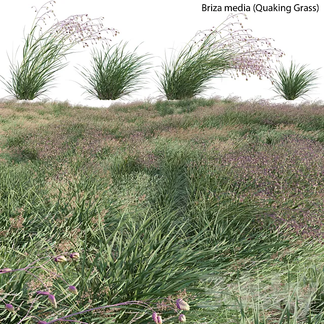 Briza media – Quaking Grass 02 3ds Max