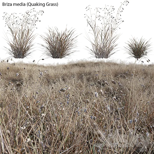 Briza media – Quaking Grass 03 3ds Max