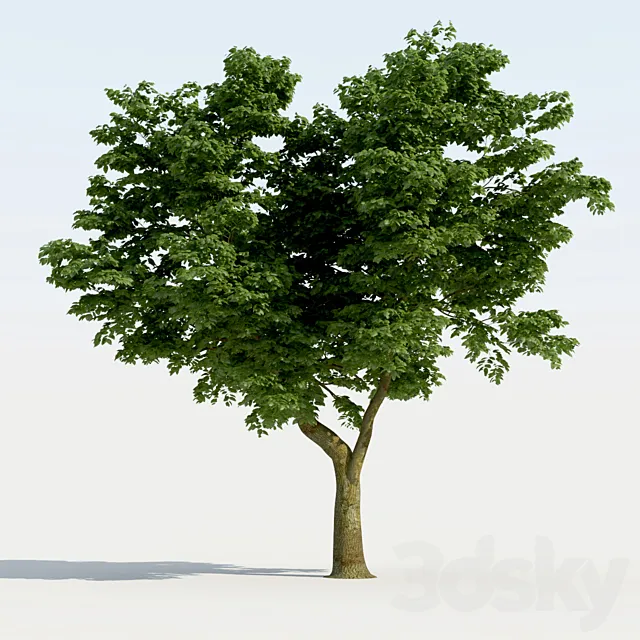 Broadleaf Tree 01 3ds Max