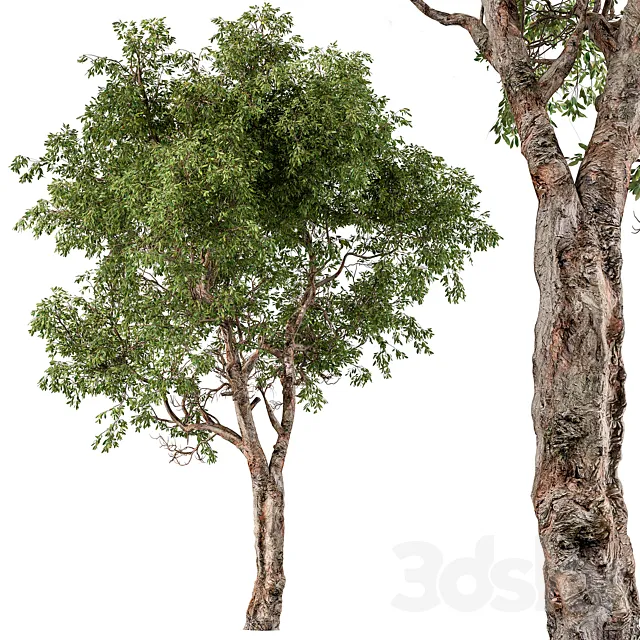 Broadleaf Tree Set 217 3DS Max Model