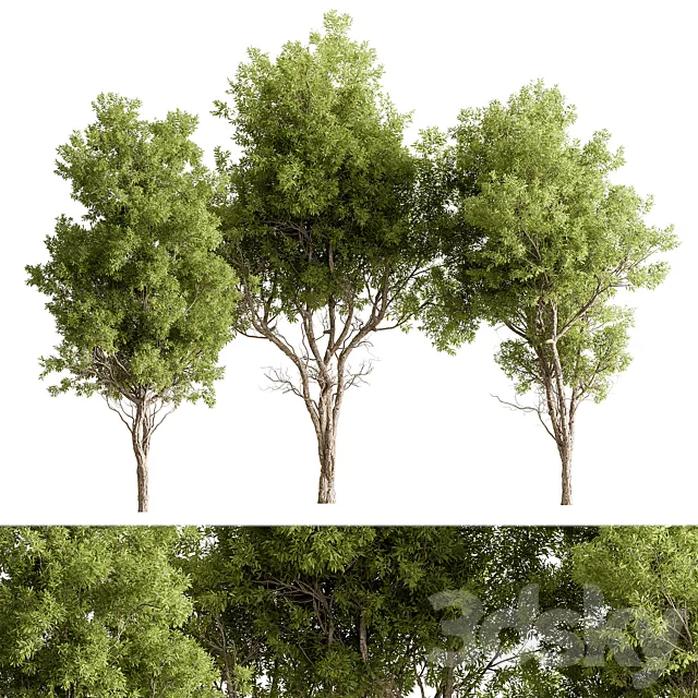 Broadleaf Tree Set 318 3ds Max