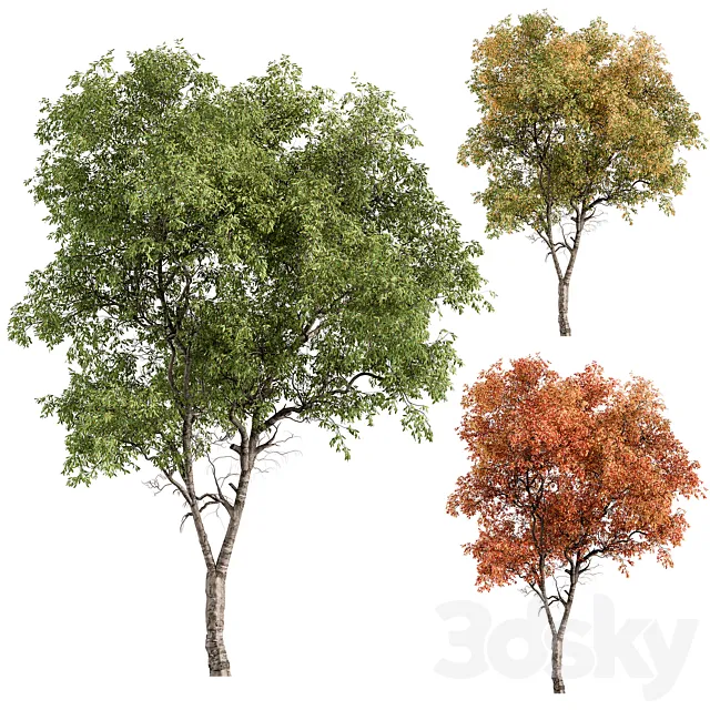 Broadleaf Tree – Tree Set 227 3DS Max Model