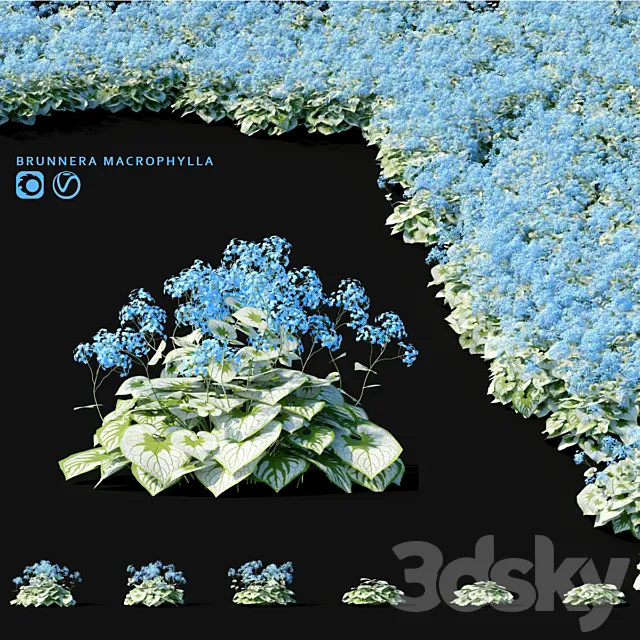 Brunner large-leaved flowers | Brunnera macrophylla 3ds Max