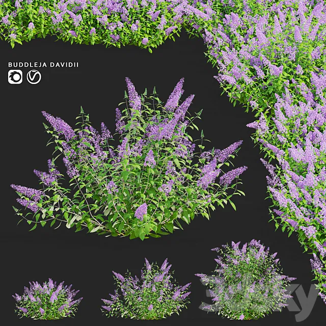 Buddley David bushes | Buddleja davidii 3ds Max