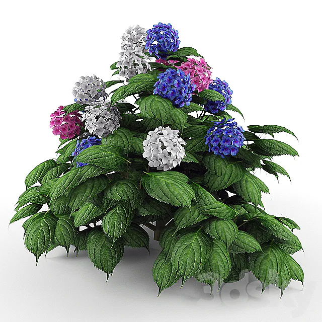 Bush Hydrangea 3ds Max