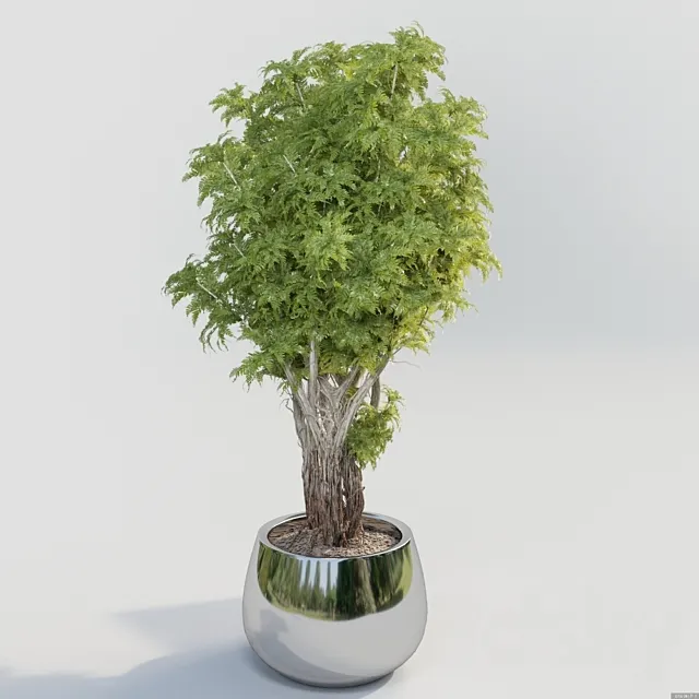 Bush in a pot 3DS Max Model