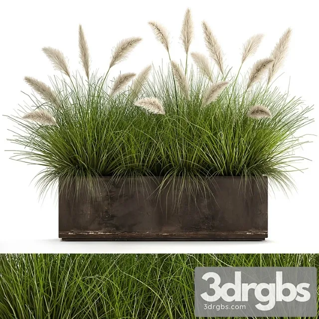 Bush plants in a metal outdoor pot with white pampas grass, veynik, reed. 902.