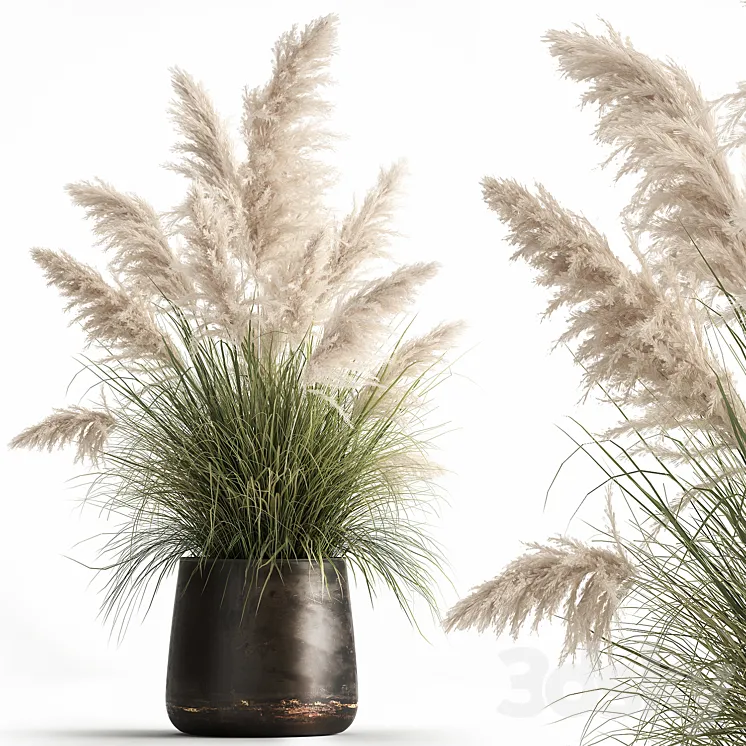 Bush white pampas grass in a street rusty metal pot white reed Cortaderia.  1032. 3DS Max
