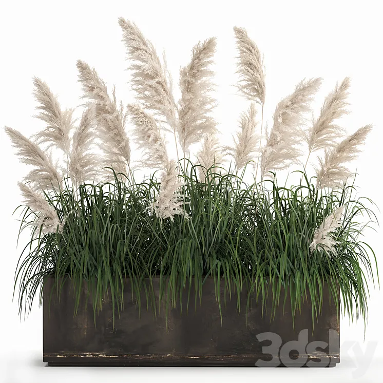 Bush white pampas grass in a street rusty metal pot white reed Cortaderia.  1033. 3DS Max