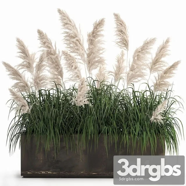 Bush White Pampas Grass In Street Rusty Metal Pot White Reed Cortaderia 1033 3dsmax Download
