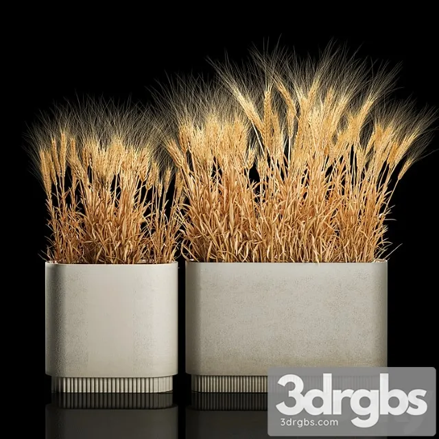 Bushes of Dry Wheat Ears in Flower Pots Suhotsvet Eco Table Collection of Plants 1204 3dsmax Download