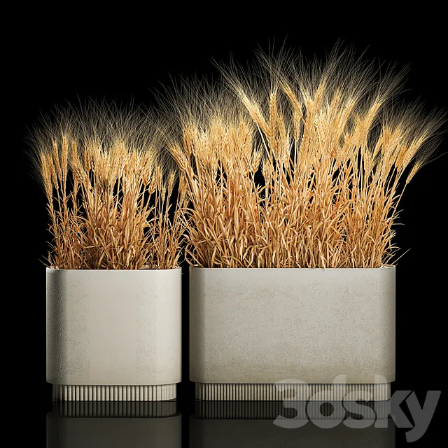 Bushes of spikelets of dry wheat in flowerpots dried flowers eco style. Plant collection 1204 3DS Max Model