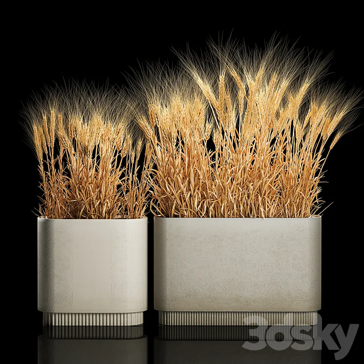Bushes of spikelets of dry wheat in flowerpots dried flowers eco style. Plant collection 1204 3DS Max