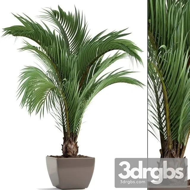 Butia Capitata 3dsmax Download