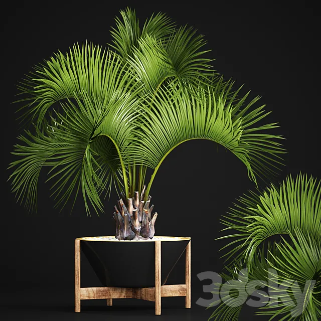 Butia capitata palm Decorative palm tree in a black flowerpot office plants interior loft flower butia 3ds Max