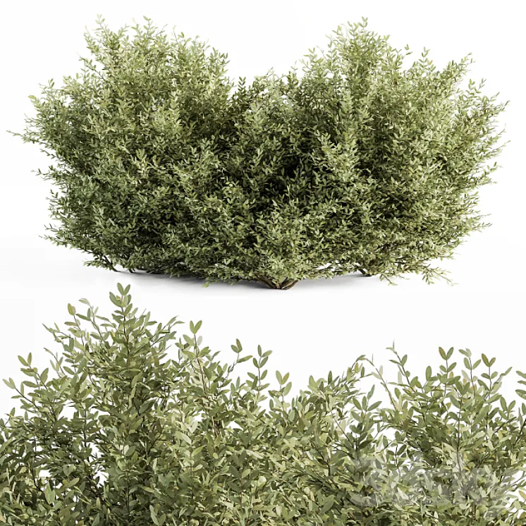 Buxsus Leaf Bush – Bush Set 27 3DS Max