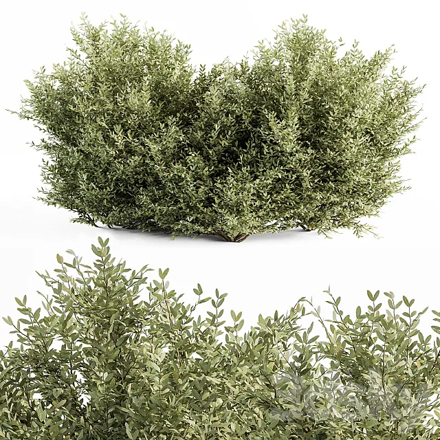 Buxsus Leaf Bush – Bush Set 27 3DSMax File
