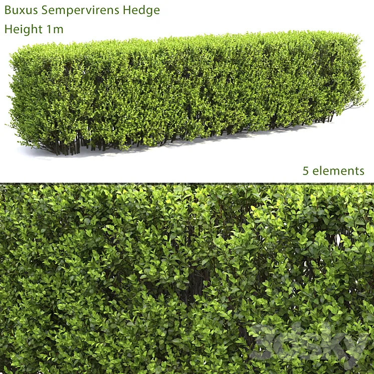 Buxus 3DS Max