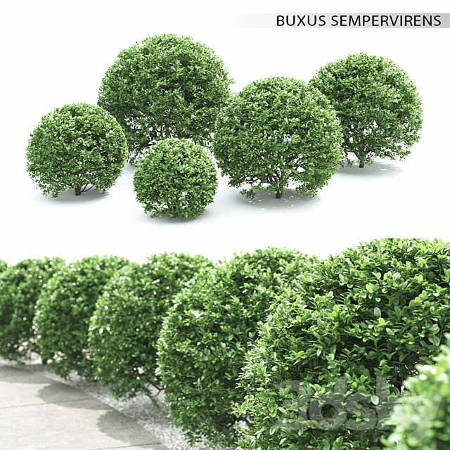 Buxus 3DS Max Model