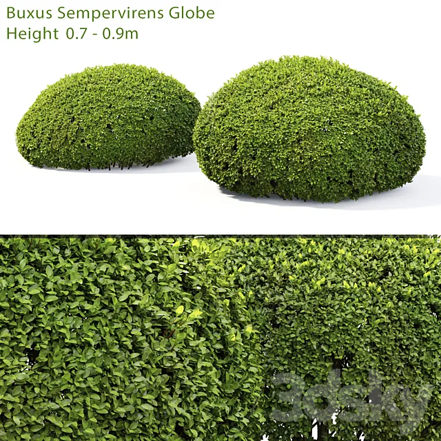 Buxus 3DS Max Model