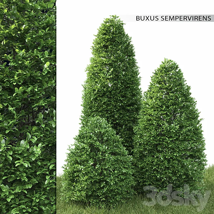 Buxus 3DS Max