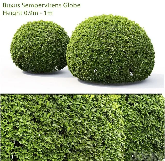 Buxus 3dsMax Model