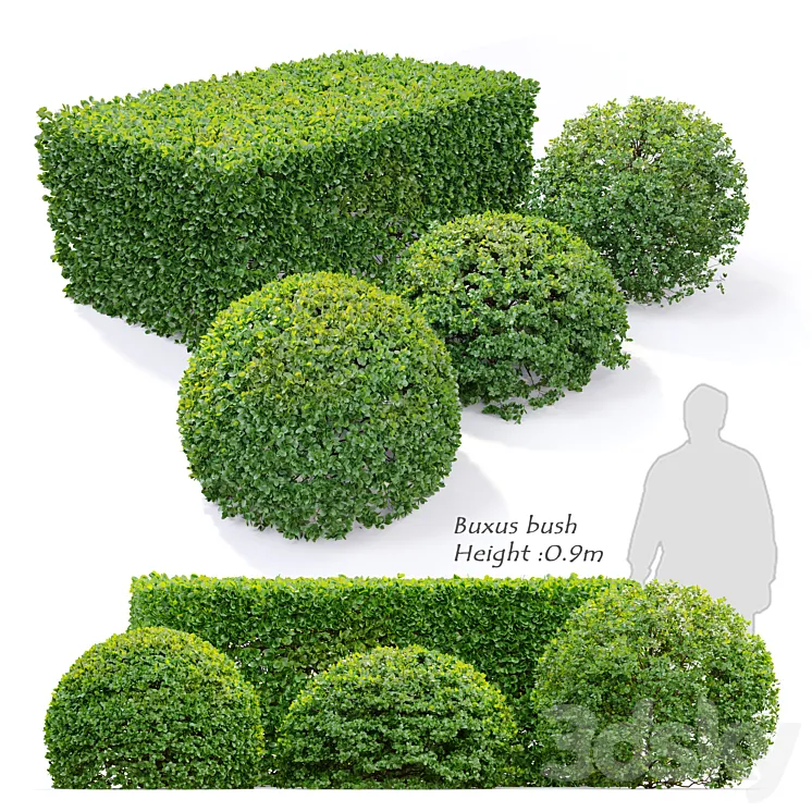 Buxus 3DS Max Model