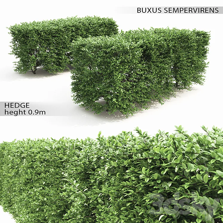 Buxus hedge 3DS Max