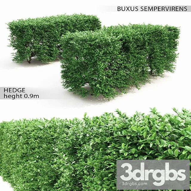 Buxus hedge