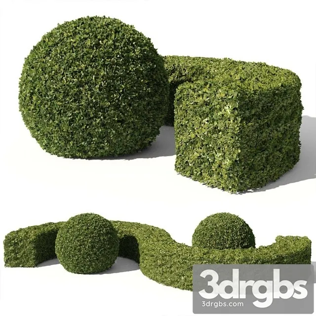 Buxus sempervirens 01