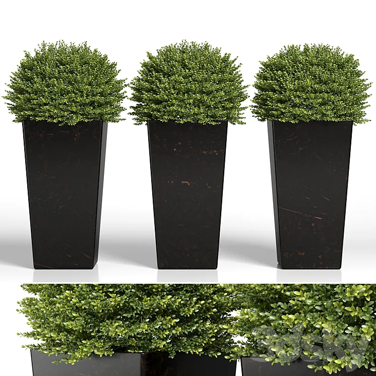 Buxus sempervirens in modern planters 3DS Max Model