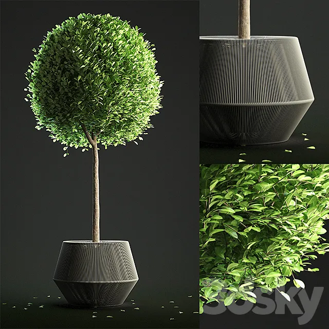 Buxus Sempervirens in Pot 3DSMax File