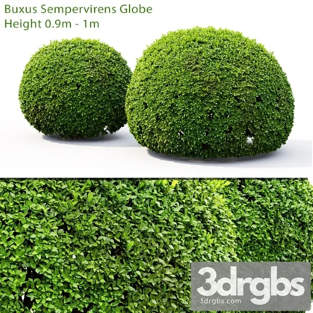 Buxus2