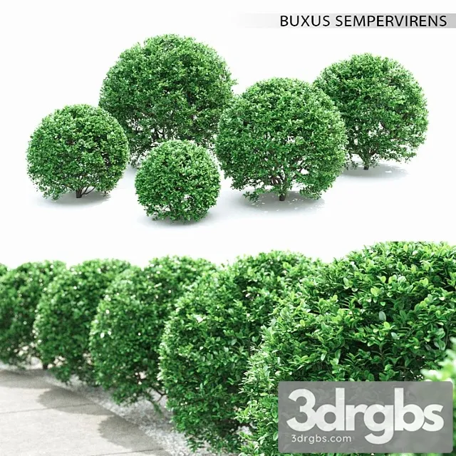 Buxus_2