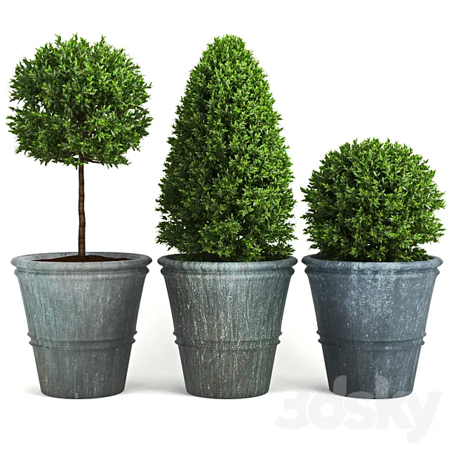 Buxus_two 3DSMax File