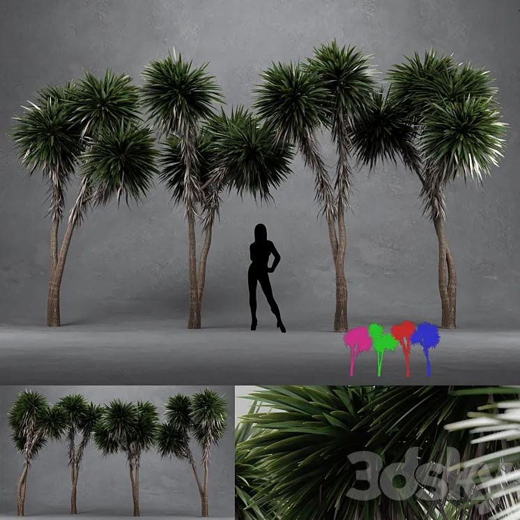 Cabbage Tree – Cordyline Australis – Large01 3DS Max