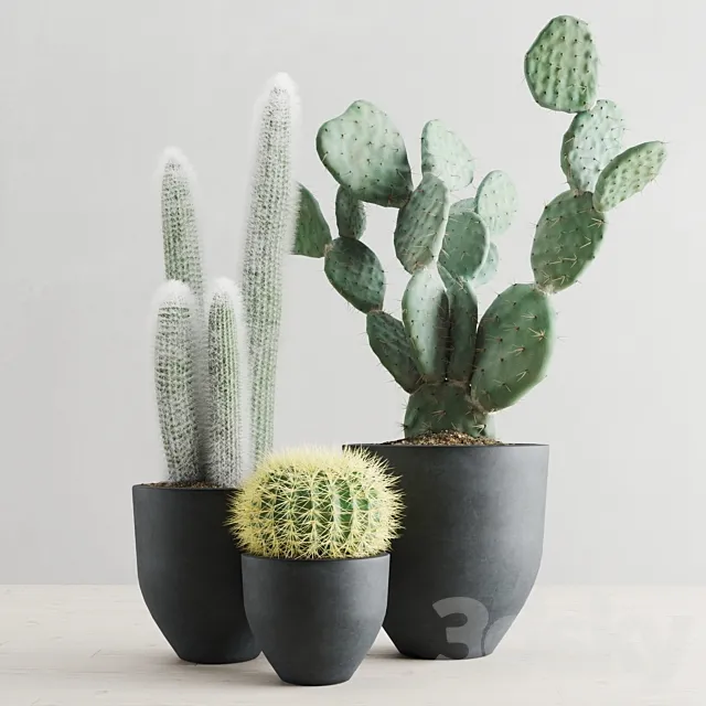 Cacti in concrete pots 3ds Max